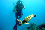 Costa Maya Scuba Diving