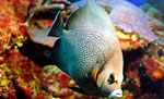 Costa Maya Snorkeling Tour
