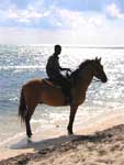 Horse Beach Rides in Grand Cayman, Cayman Islands, these are Penny's kids!