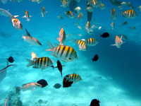 the beautiful tropical fish at stingray city