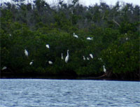 exotic birds in grand cayman