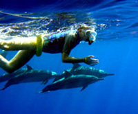 Hawaii Dolphin Snorkel Tour