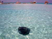 Stingray at Stingray City