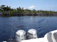 Cayman Mangroves