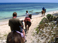 Horses walking onto the beach in Jamaica Ocho Rios