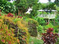 Jamaica beautiful flora and fauna