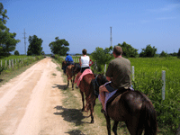 Horseback riding along paths near Ocho Rios Jamaica