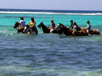Grand Cayman Beach Horseback Riding ours