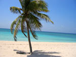 Palm Tree from Coronda Commercial