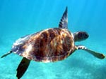 snorkeling in Cozumel