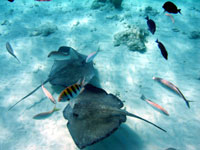 stingrays at stingray city