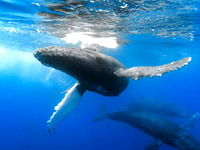 Maui Whale Watching excursions