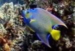 cozumel reef