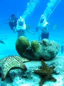 Cozumel Sea Trek Tour