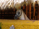 well treated horses in Playa Del Carmen