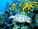 Turtle are often spotting when snorkeling from Calica