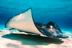 stingray city shore tour in Grand cayman